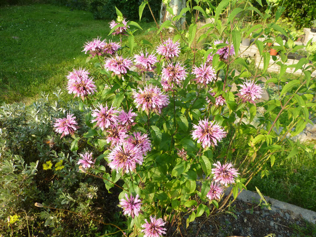 Monarda fistulosa en fleurs dans une prairie sèche d'Amérique du Nord